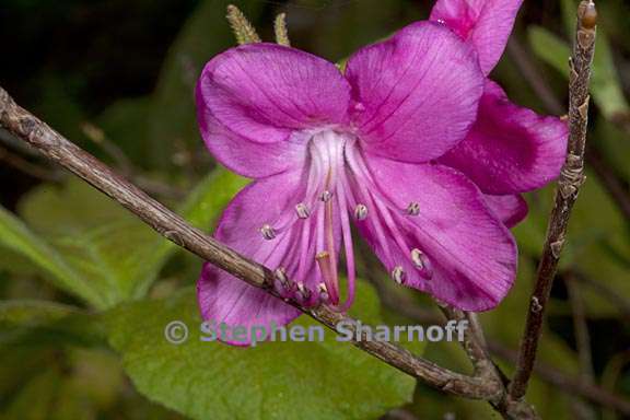 rhododendron albrechtii 2 graphic